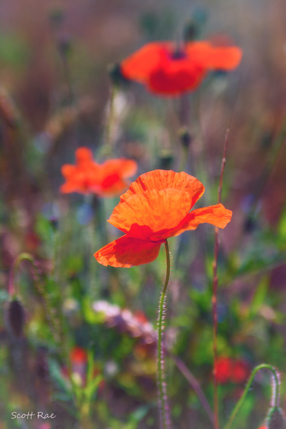 DSC 9136 
 Keywords: devon sw england summer flora