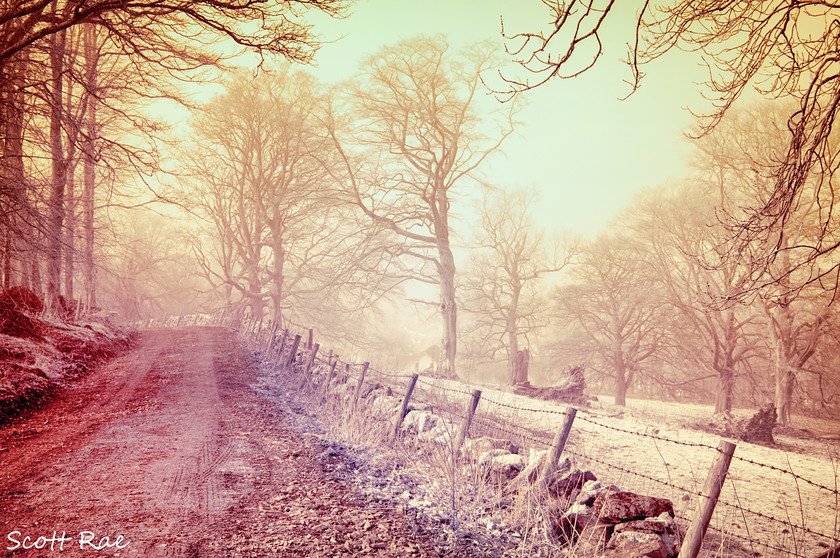 Venlaw tracks 
 Keywords: hills winter peebles scotland borders trees fog transport infrared