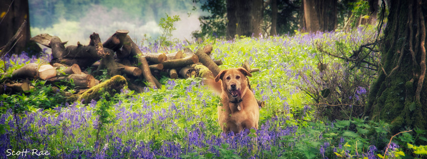 Thomas-in-the-Bluebells 
 Keywords: devon sw england hills flora panorama trees pets slideshow