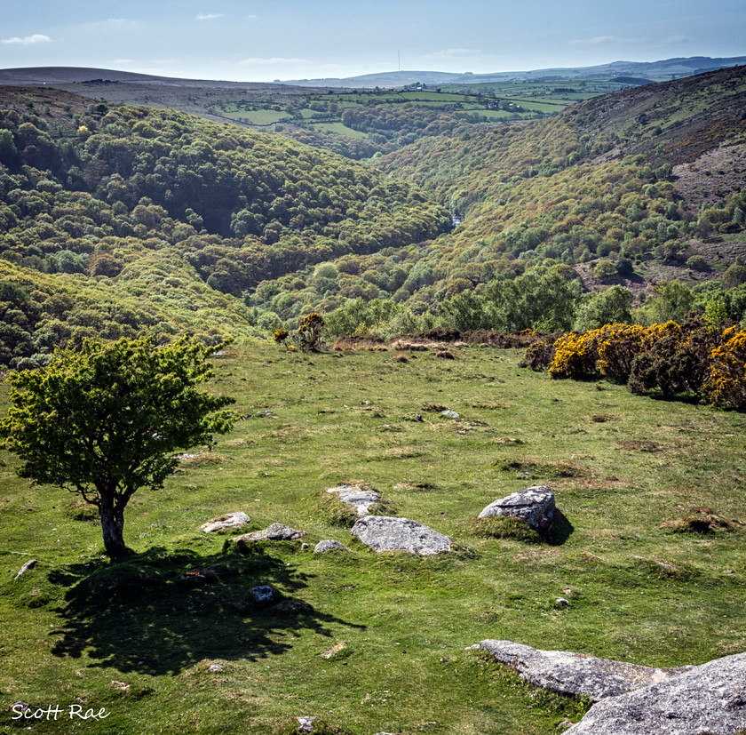 DSC 6431 
 Keywords: devon sw england trees moor dartmoor spring river water