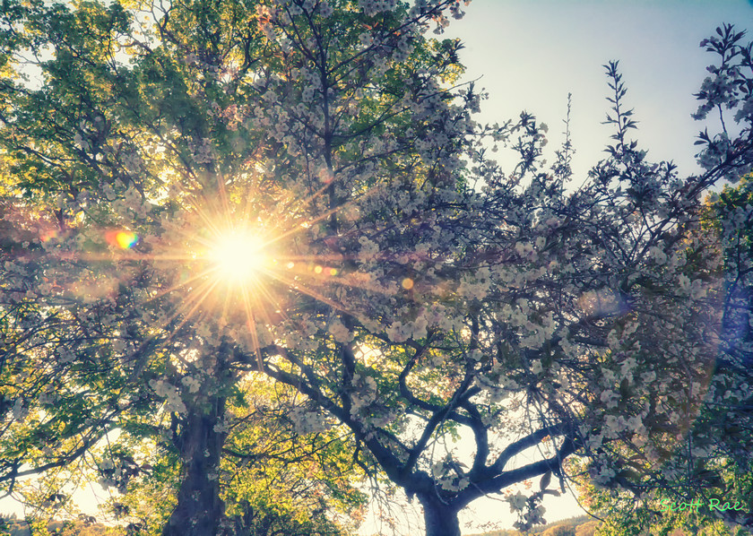 Blossom 
 Keywords: trees scotland peebles flora spring