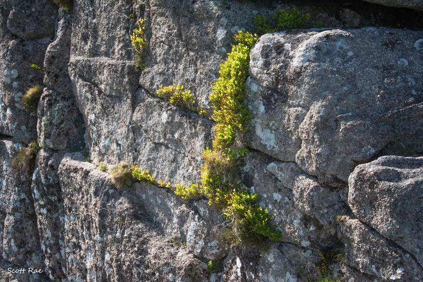 DSC 6409 
 Keywords: devon sw england moor dartmoor spring