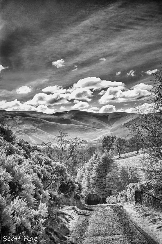 Soonhope view IR 
 Keywords: hills winter peebles scotland borders trees transport infrared b&w