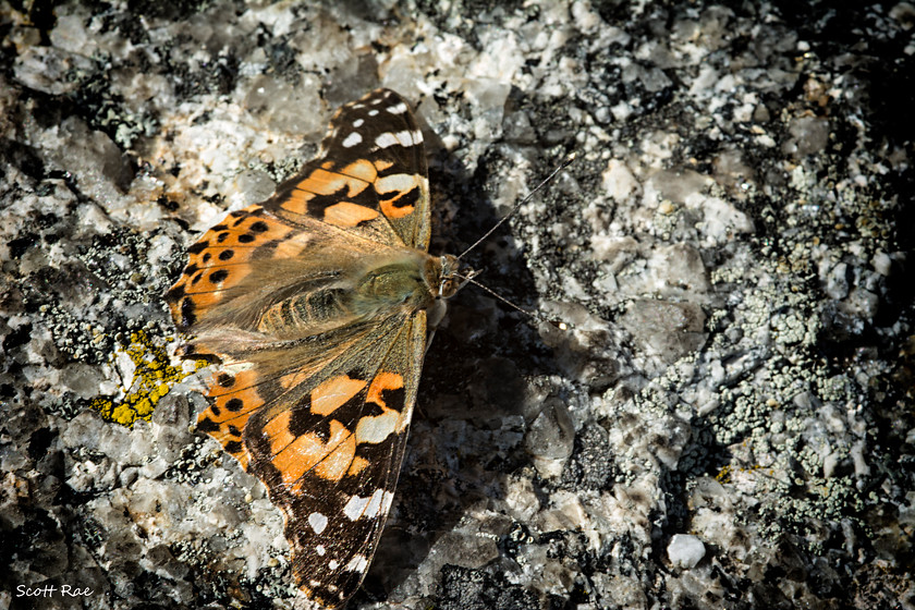 DSC 6484 
 Keywords: devon sw england moor dartmoor spring wildlife