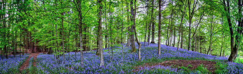 Elibank Bluebells 
 Keywords: panorama flora spring trees borders scotland