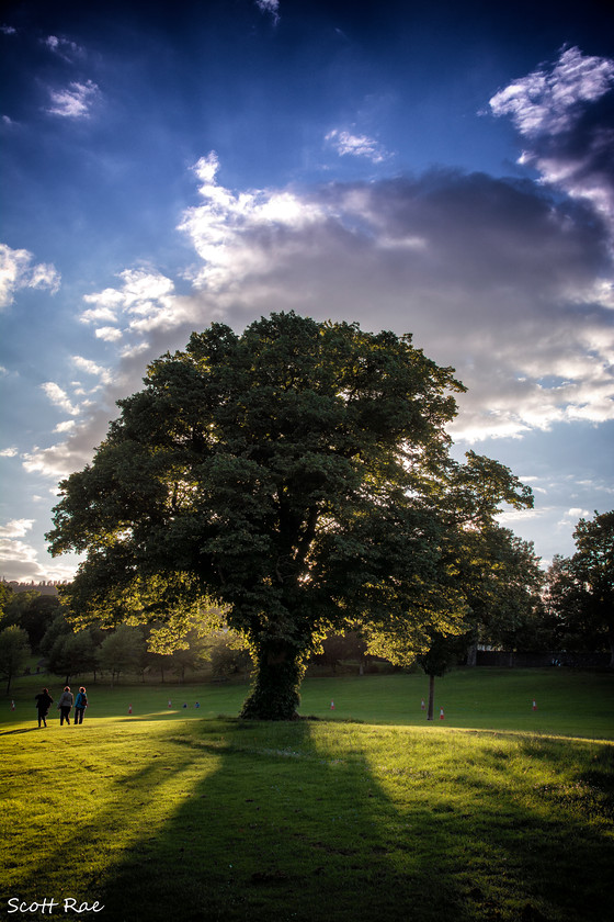 Hay Lodge Tree 
 Keywords: peebles scotland borders summer trees