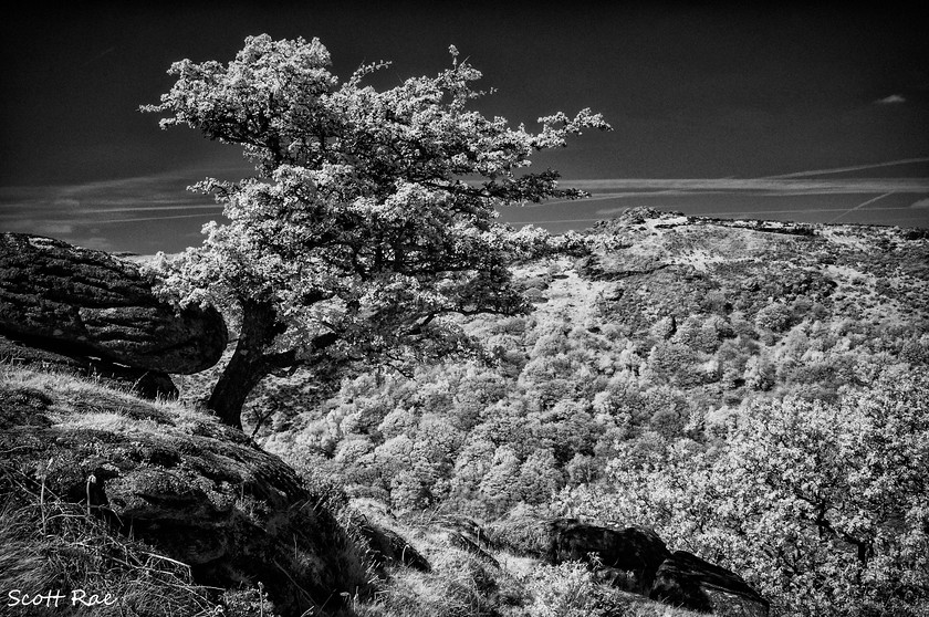 DSC0111 
 Keywords: devon sw england trees moor dartmoor spring infrared b&w