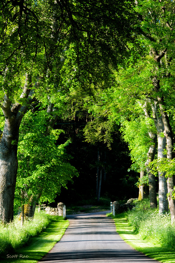 Hayston towards Gypsy Glen 
 Keywords: Peebles Borders scotland summer trees transport