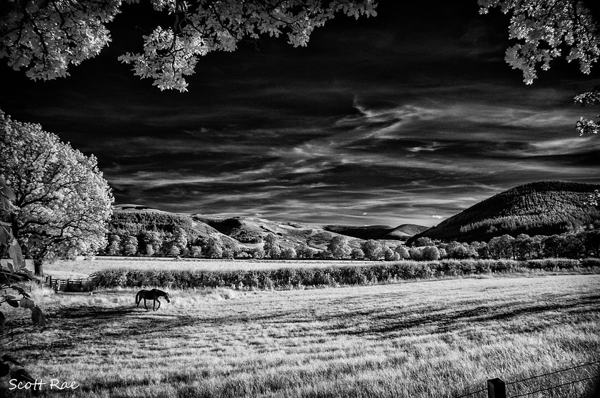 Hayston and Cademuir in Infrared 
 Keywords: Peebles Borders hills scotland summer infrared trees pets b&w