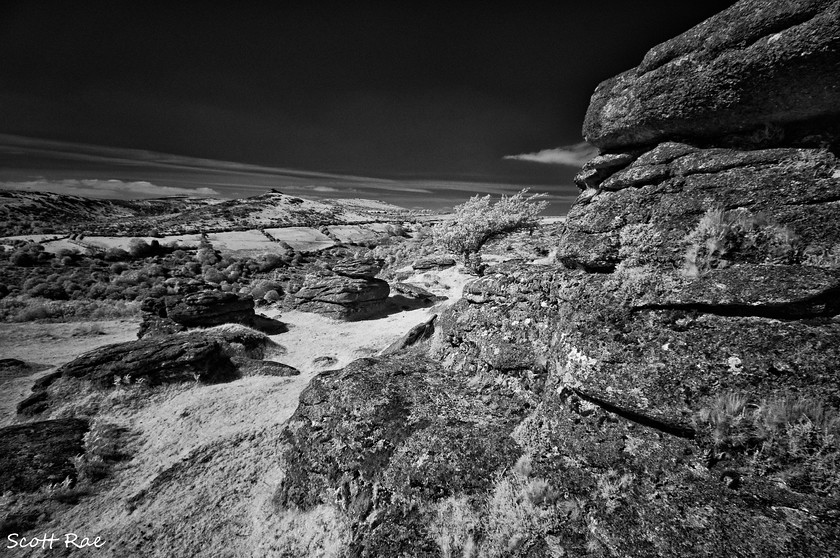 DSC0161 
 Keywords: devon sw england trees moor dartmoor spring infrared b&w