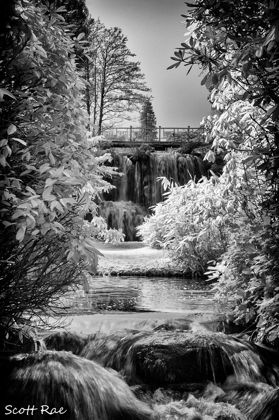 Japanese gardens pond IR 
 Keywords: waterfall gardens trees water river peebles scotland borders infrared b&w spring