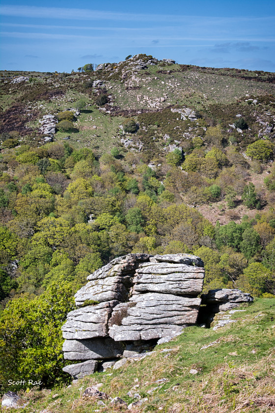 DSC 6424 
 Keywords: devon sw england trees moor dartmoor spring