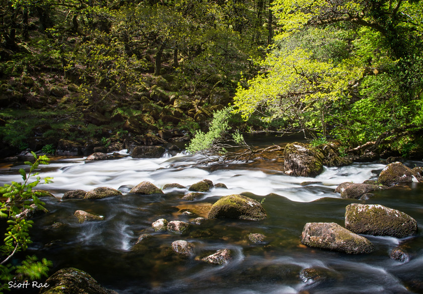 DSC 6321 
 Keywords: devon sw england water river trees moor dartmoor spring