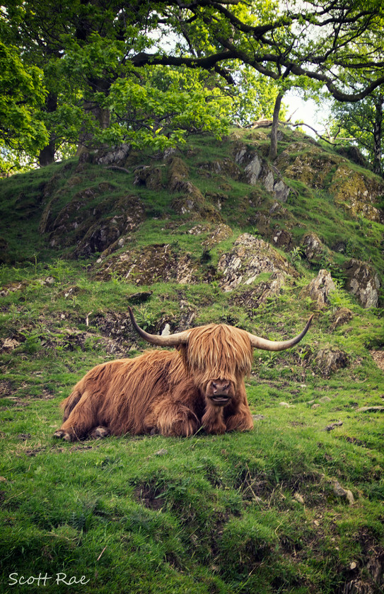 Coo 
 Keywords: uk nw england summer mountains trees wildlife