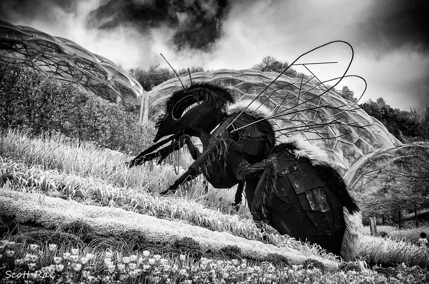 A buzz at the Eden Project 
 Keywords: buildings abstract spring cornwall sw england infrared b&w