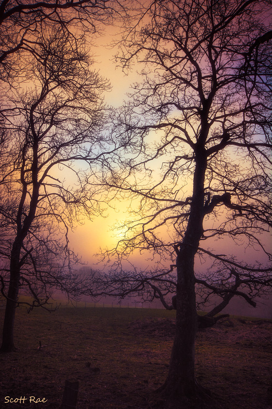 sunset in the mist 
 Keywords: trees fog sunset scotland peebles borders abstract spring